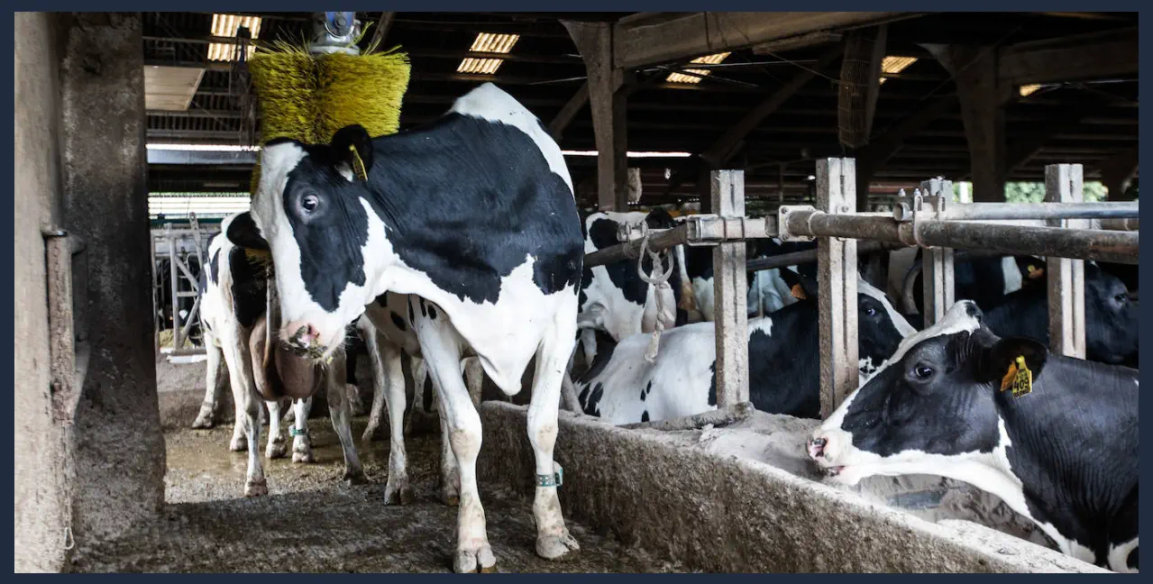 Productos Eco Friendly y la leche Productos Eco Friendly y la leche